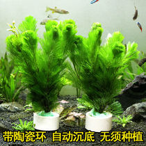 Aquarium Fish Tank Decoration Living Water Grass Green Chrysanthemum Small Red Polkinfish Algae Centipede Grass Green Bamboo Fish Tank Building