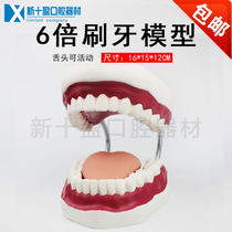 Teeth 6 times toothbrushing model Advanced practice model 6 times enlarged teeth brushing model Early teaching teeth teaching aids 