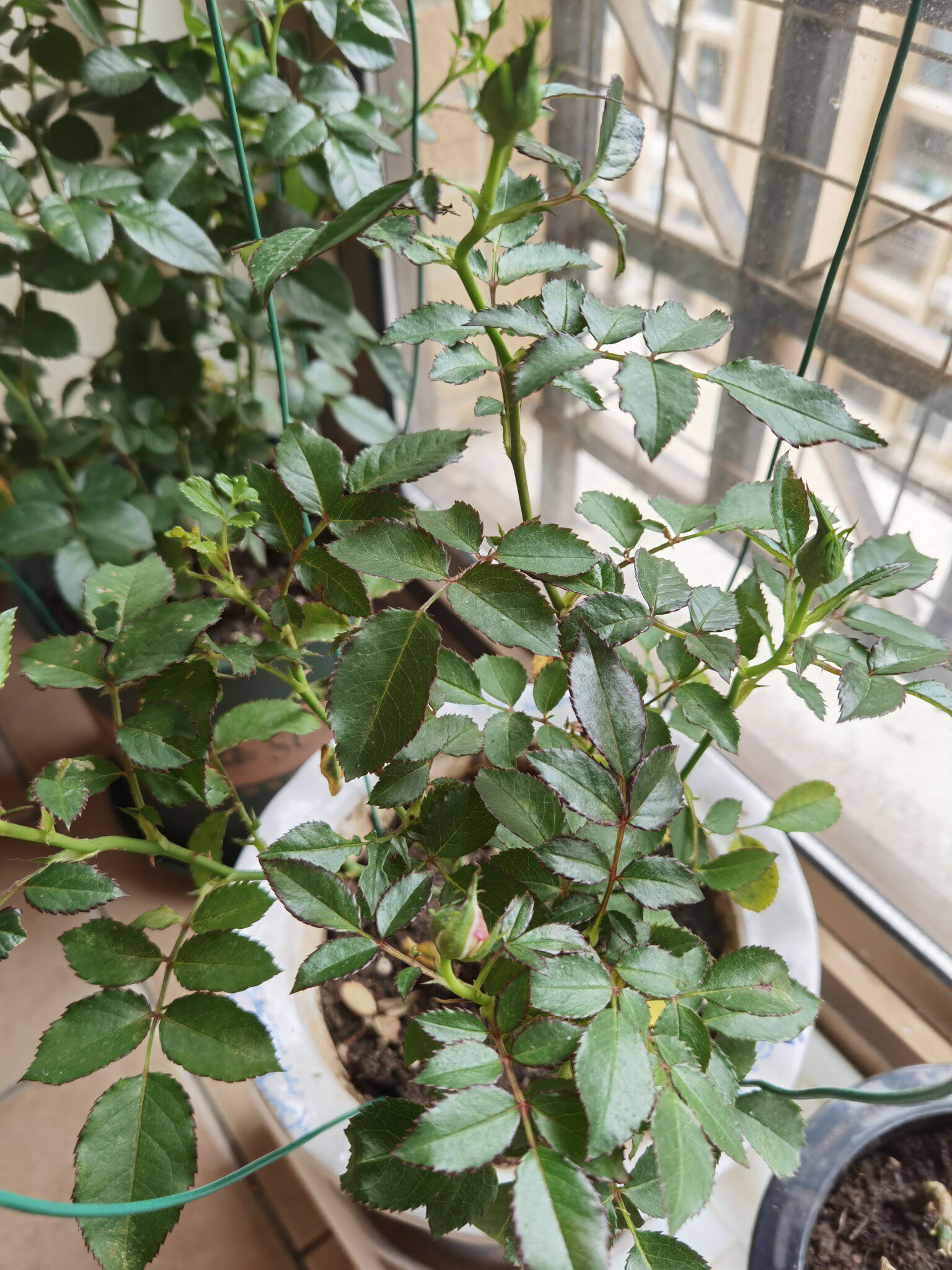 真实测评微月海神王花卉好不好呢？请问怎么样？内行分析实际情况