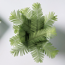 Tangsong grass Aconvulaceae thousands of birds Leaf Thousand Golden Three Colors Cordiae Leaves water cedar leaves Dry flowers Flowers Natural Creativity