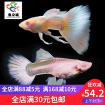 City of fish guppies live platinum dress guppies guppies ribbon white guppies Guppy live