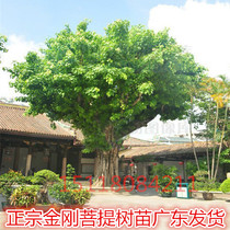 Bodhi tree seedling authentic King Kong Bodhi tree seedling garden greening Bodhi tree Buddha tree potted ground planting safe tree