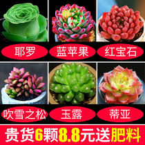 Stone flower fleshy plant flower small potted indoor office good to raise easy to live four seasons high-grade meat plant