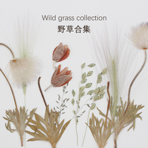 Wild grass collection Wild plant embossed flower specimen Children bookmark card photo frame sticker DIY handmade material