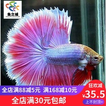 Douyu Betta live half-moon Betta live half-moon color Betta live Betta live Betta live ecological bottle view
