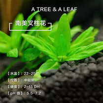 Fish era] foreground water grass quality authentic South American fork column flower fork greyleaf willow fish tank building recommendation