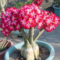 Desert rose potted plant free mail flower indoor flower plant Four Seasons good breeding old pile double petal with flower bud seedlings