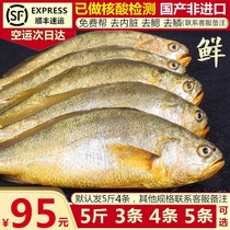 5 catty yellow flower fish fresh frozen wild large yellow fish fresh cucumber fish Ning Dexia Pu marine fish fresh whole box