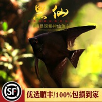 Aquarium Township] Ink swallow fish aquarium tropical ornamental fairy fish black fairy swallow fish pet fish live