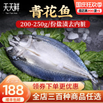 Blue fish chilled and frozen to the internal organs 200-250g Korean cuisine supply 5