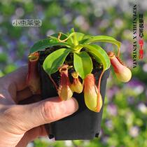 N. Red bottle of N. Carnivorous plant potted cannibalism mosquito repellent formaldehyde purification air indoor air purification