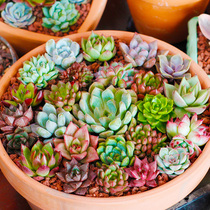 1 yuan Succulents Orion Marcus Ping Pong Fu Niang Kiera Kebab Kiera Chocolate square brick Crystal Lotus