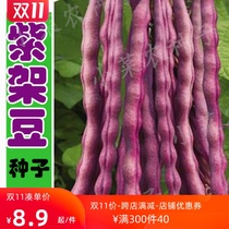 Purple red bean seeds green bean kidney bean kidney bean Horn seed big purple robe spring and autumn high-yield pastoral vegetables