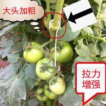 Tomato tomato plastic adhesive hook hook hanging greenhouse hook cucumber Persimmon hook pepper fruit ear double adhesive hook