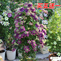 Clematis seedling four-season double-leaf heiyang sun-tolerant plants four-season flowers bloom constantly climbing vine plants heat-resistant and cold-resistant