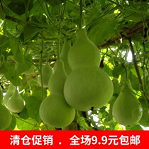 Garden planting small Asian gourd gourd big wine gourd hand twist gourd grasshopper seeds vegetable seeds