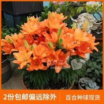  Qiao Qiao Flower House Imported dwarf lily bulbs from the Netherlands Asian series Multiple varieties 3 capsules spot