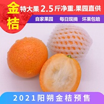 Fresh pick Yangshuo small kumquat Guangxi Guilin fruit jumquat sweet and sour crispy oranges 5kg