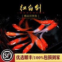 Aquarium Township] Red and White Sword Freshwater Ornamental Fish Red Sword Mandarin Duck Sword Fish Aquatic Tank Small Viviparous Small Fish Living