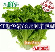 Fresh vegetable Mosaic lettuce Rosa green lettuce Western salad 500g Jiangsu Zhejiang and Shanghai 5 pieces