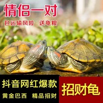 A pair of turtle living living living small pet extra large mini Brazil tortoise pet couple watching longevity turtle living