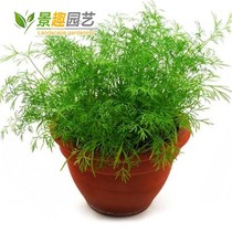 Garden balcony spice vegetables cut stubble fennel seeds perennial garden planting vegetables cumin seeds