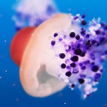 Medusa egg yolk jellyfish live omelette poached egg jellyfish Mediterranean color ornamental fish fish dream