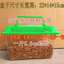 Live bread bug yellow mealworm living Starling thrush bird insect eating turtle Golden Silver Dragon fish feed fishing