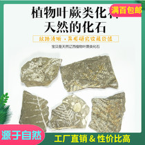  Natural Liaoxi plant leaf ferns fossil raw stone teaching specimens collection popular science value Single price