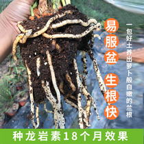 Orchid orchid soil special soil rot leaf soil flower clay ceramsite Red Orchid fire soil