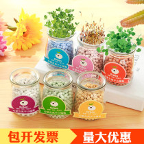 Small potted hydroponic negative ion radiation protection plant desktop mini flowers kindergarten gift children Student Prizes