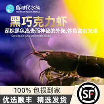 Fish Age] Chocolate Shrimp Small Freshwater Ornamental Fish Vat Pet Living Tool Dark Dark Chocolate Rice Shrimp