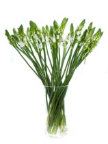 Imported flower fresh bird flower yellow white flower Home Office Life Flower Courier