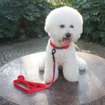 Small and medium-sized dog chain Pet dog nylon collar plus traction rope Teddy Bomeibi bear golden retriever rope
