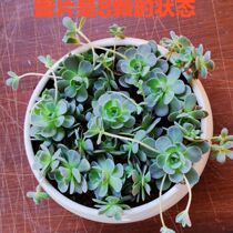 Sub-hold lotus multi-meat plant with basin multi-meat plant with lotus long-headed group raw year old pile of meat and meat office