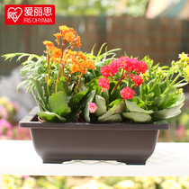 Alice IRIS gardening square flowerpot resin frosted flowerpot non-toxic and environmentally friendly perforated shallow flowerpot No. 7