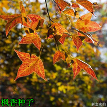 Maple Scent Seed Maple Fragrant Tree Seed Green Slim Wood Forest Miao Scenic Tree Balcony Flower Seed seed