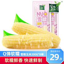 Fresh snow glutinous corn Northeast farmer corn cob vacuum whole grain fitness sweet and soft glutinous corn kernels 8 sticks