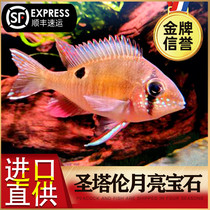 Santa Tarun Yellow Belly Moon Jewel Fish South America Tzu Snapper Snapper freshwater ornamental tropical fish Shunfeng
