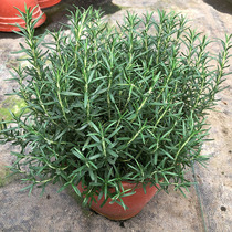 Rosemary pot Edible herbs Fresh mint pot Western pastry baking spices Four seasons evergreen plant