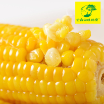Changbaishan Zhenxitang Northeast sticky corn cob Vacuum instant sticky bract rice sweet corn 20 sticks soft waxy sweet