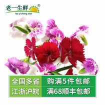 (Old one fresh) fresh stone bamboo flowers Western food plate decoration Chinese Dianthus 30 boxes