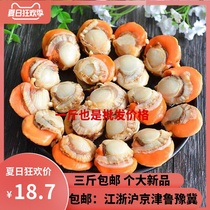  Scallop meat fresh frozen extra large 500 a 3 fresh scallop meat seafood aquatic vermicelli scallops