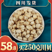 Taihongtang Sichuan scallop mother 250g can be powdered Chinese Herbal medicine Tibetan Besson shellfish non-wild Sichuan delivery