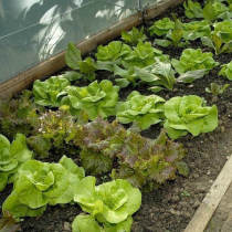 Balcony vegetable seeds cream lettuce Italian lettuce glass lettuce purple leaf salad lettuce seeds