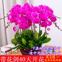 (Buy 2 get one) boutique big flower Phalaenopsis potted flower seedling plant indoor orchid flower green bonsai