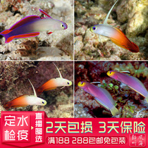 Purple radar fish Purple Jade Tahitian Firebird color change Mandarin duck jet blue light tube blue dot shrimp tiger living sea fish