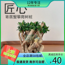 Artisanal crab crawler breeding tank scenery decorative non-cuckoo root sediment tree root wood climbing frame