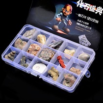 Fossil Festival 15 kinds of natural paleontology fossil kit trilobite Sun shellfish childrens gifts
