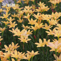 Wind and rain orchid naked ball A rainbow bulb flower viewing plant heat-resistant easy to raise and explosive basin Taurus Butterfly Lady